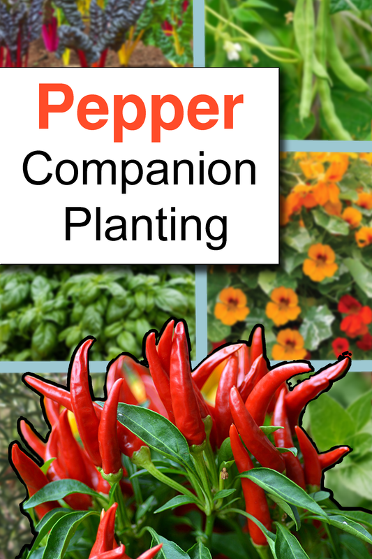 Companion Planting With Your Peppers For Healthier Higher Yields