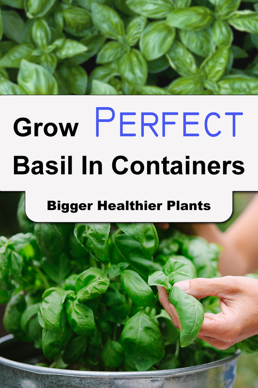 How To Grow The Perfect Basil In Containers