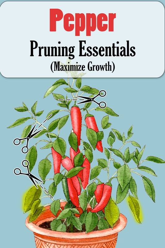 How to Prune Your Peppers and Maximize Growth