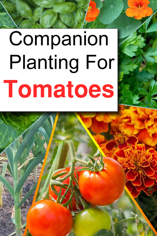 Dos and Don'ts of Tomato Companion Planting