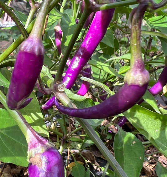 Purple Buena Mulata  Pepper Seeds