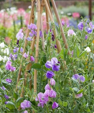 Sweat Pea Flower Seeds, Ocean Foam Organic – Red Hot Seeds