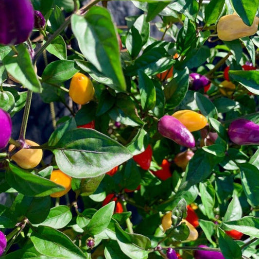 Beginners Guide To Growing Peppers