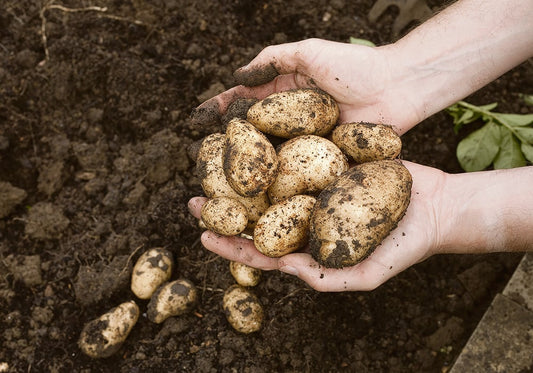 Potato Growing Guide