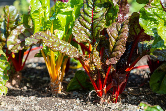 Swiss-Chard Growing Guide