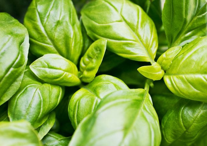 Basil Growing Guide