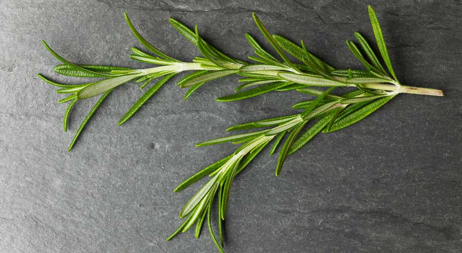 Herbs Growing Guide – Red Hot Seeds