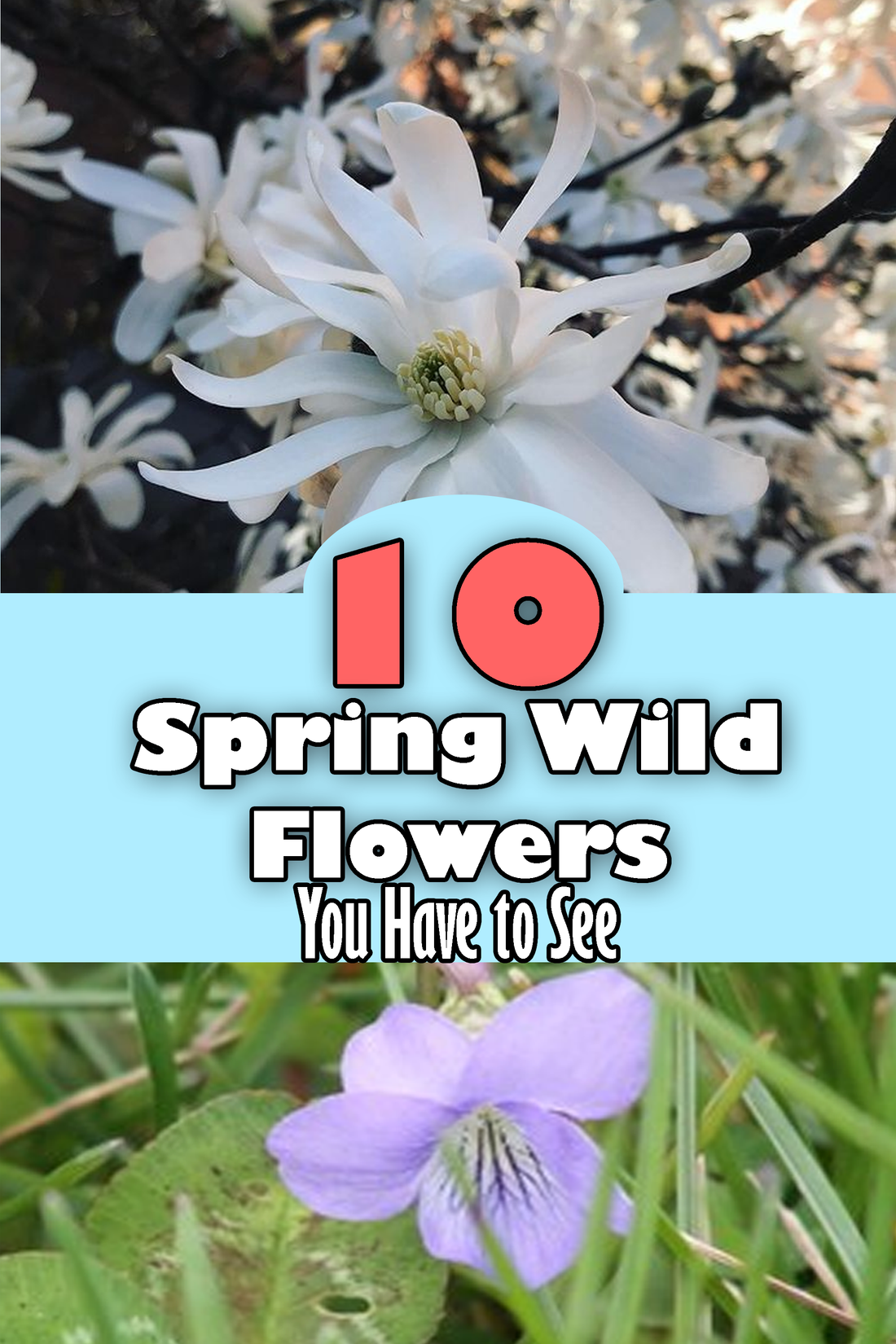 10 Spring Wild Flowers You Have to See