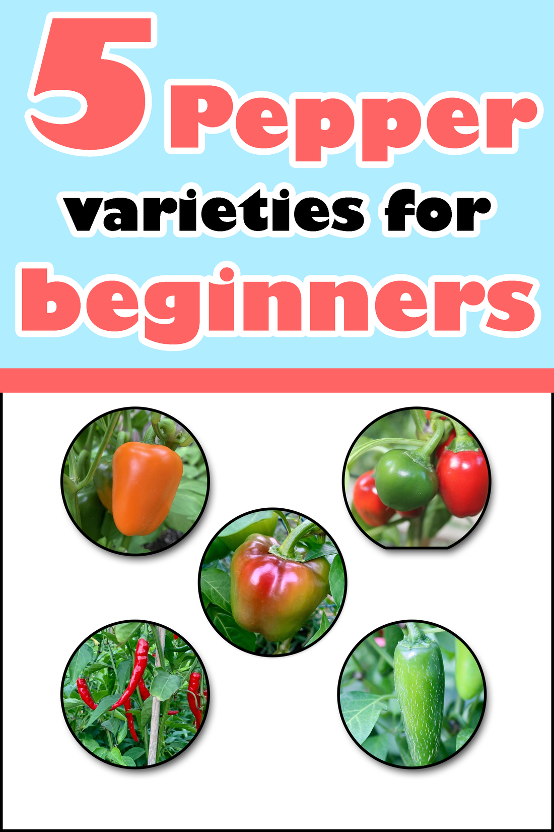 5 Pepper Varieties For Beginners