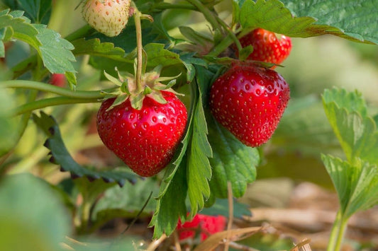 Strawberry Growing Guide