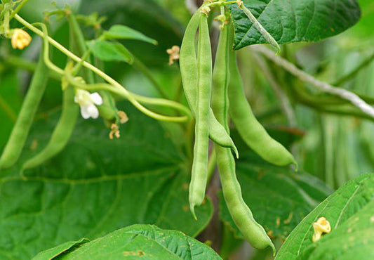 Bush-Bean Growing Guide