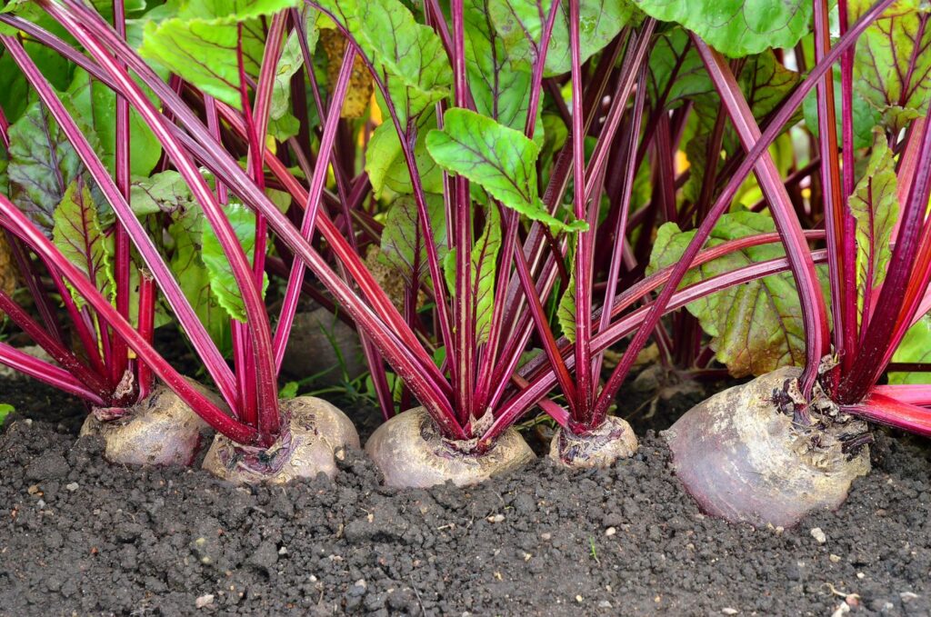 Beet Growing Guide – Red Hot Seeds