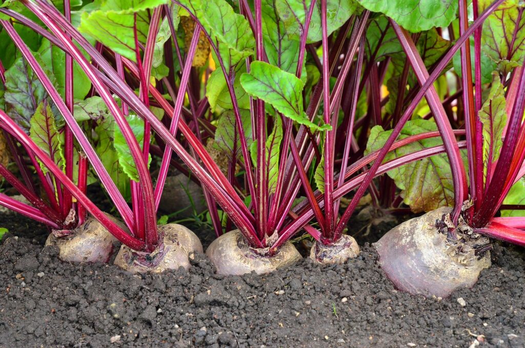 Beet Growing Guide