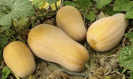 Squash Growing Guide