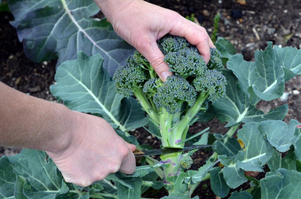 Broccoli Growing Guide