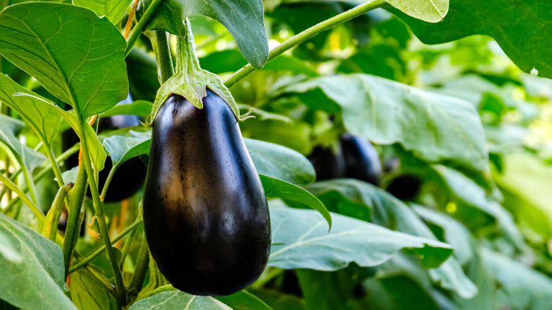 Eggplant Growing Guide