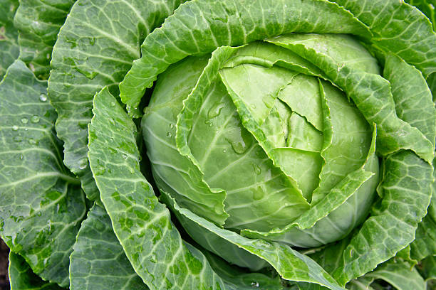 Cabbage Growing Guide