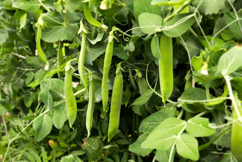 Peas Growing Guide