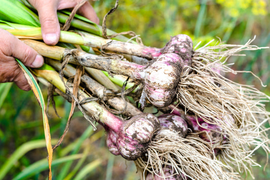 Garlic Growing Guide