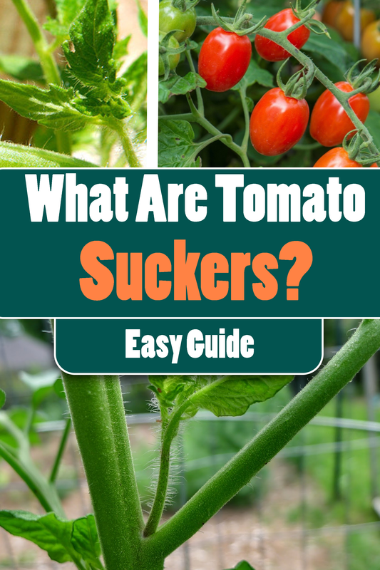 What Are Tomato "Suckers"?
