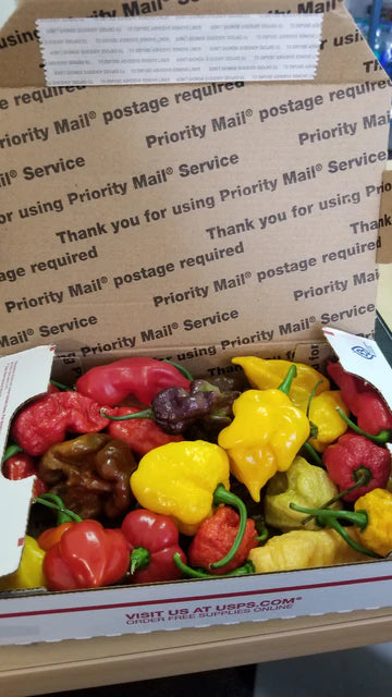 Super Hot Pepper Pods Box (PRE-ORDER)