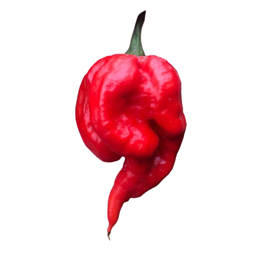 Semillas de pimiento Carolina Reaper