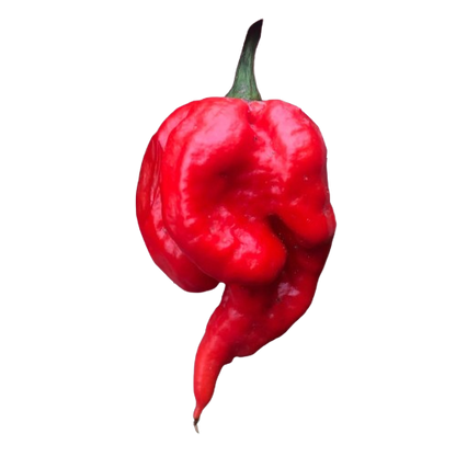 Semillas de pimiento Carolina Reaper