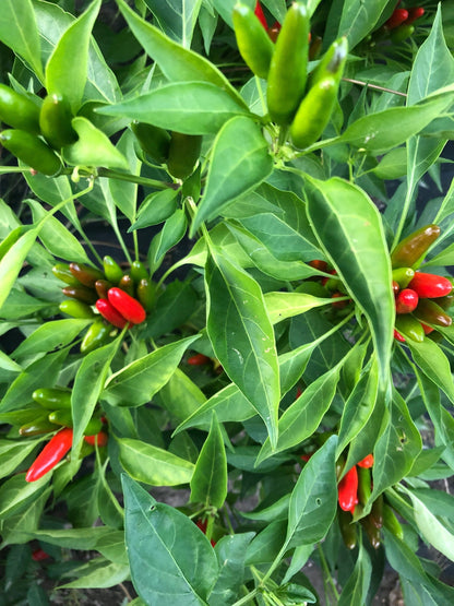 African Birds Eye Pepper Seeds