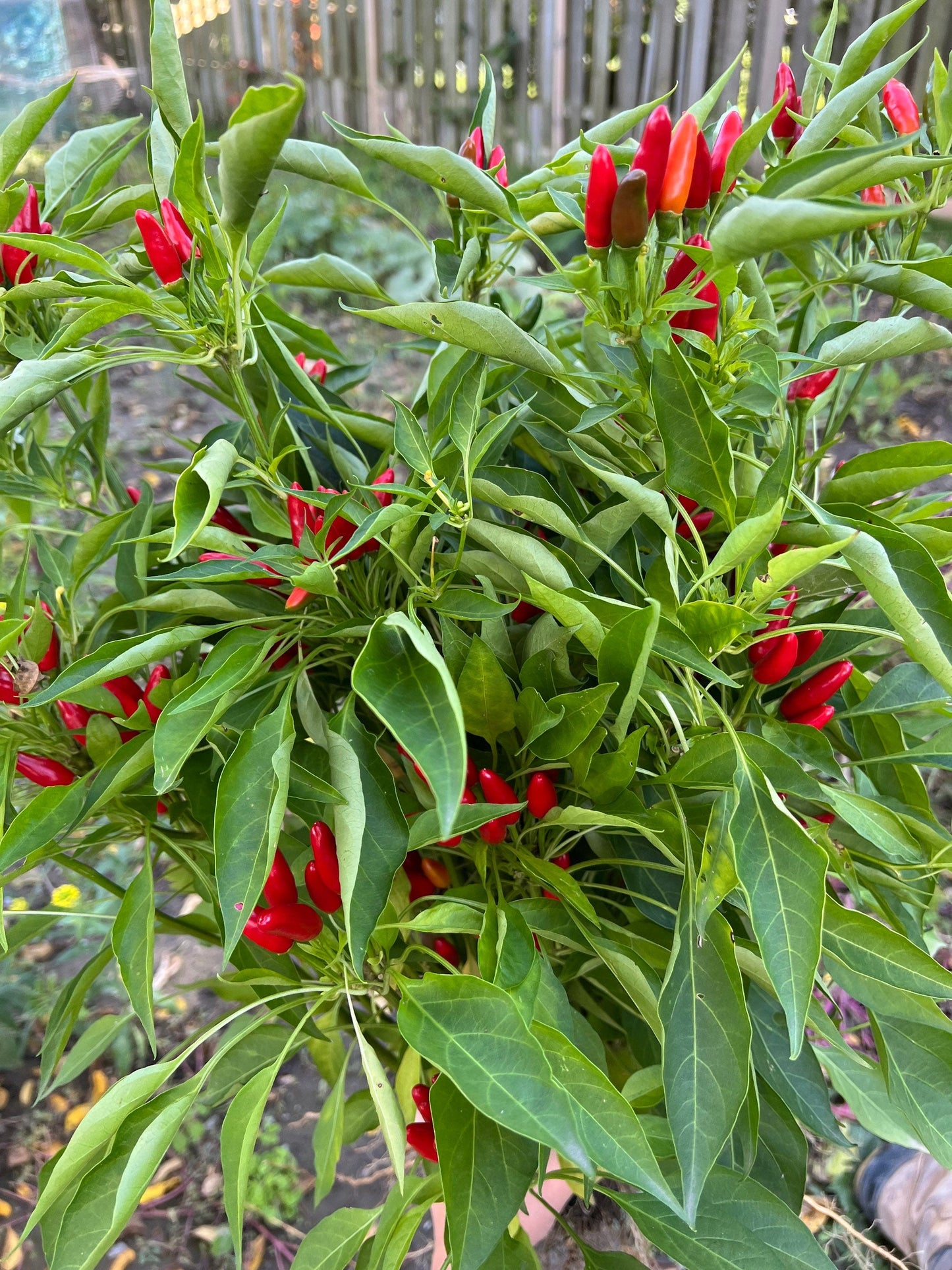 African Birds Eye Pepper Seeds