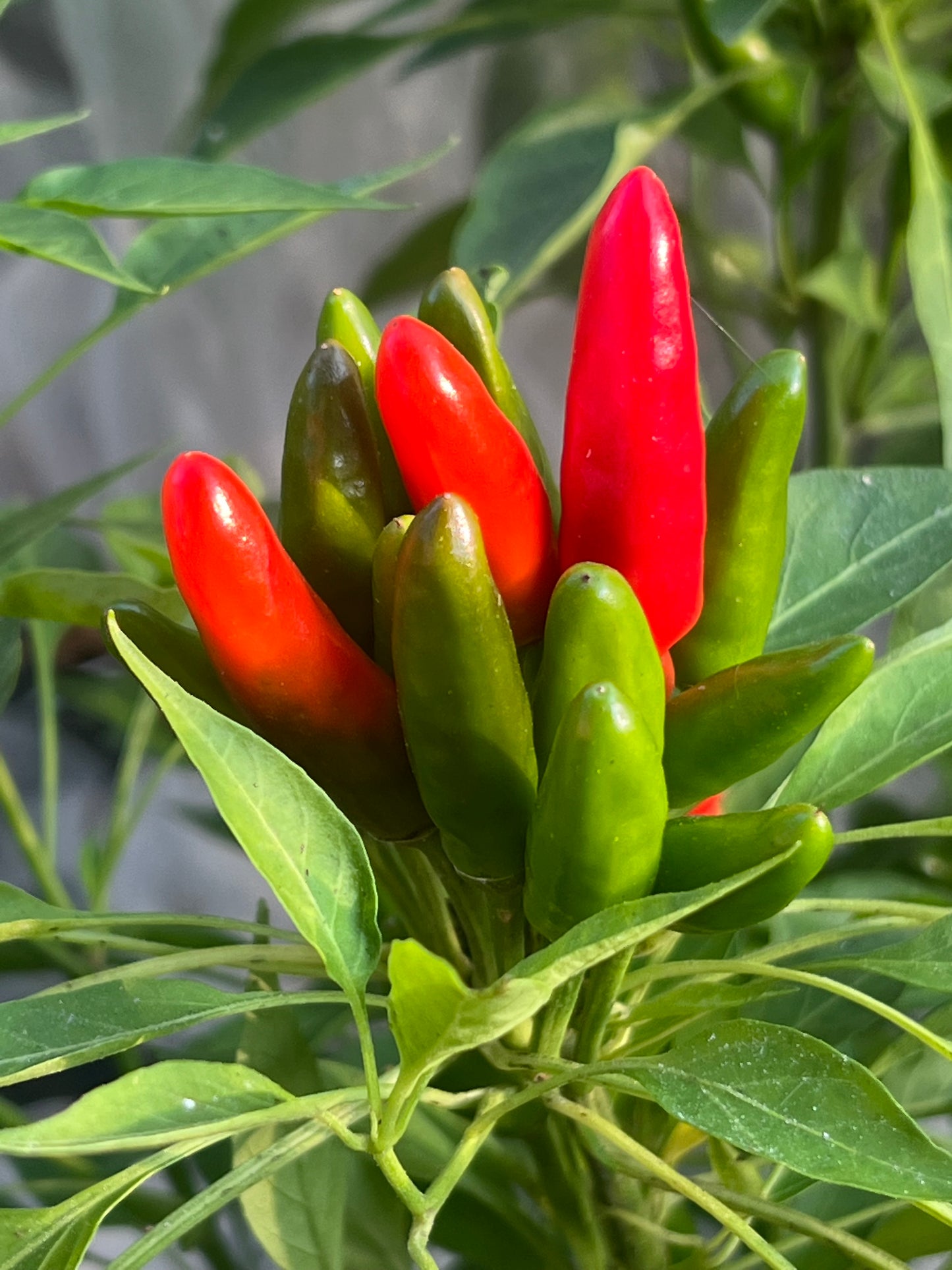 African Birds Eye Pepper Seeds