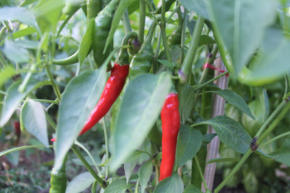 Famous Red Hot Chili Pepper Seeds , Organic