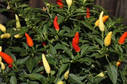 Basket Of Fire Hot Pepper Seeds - Organic