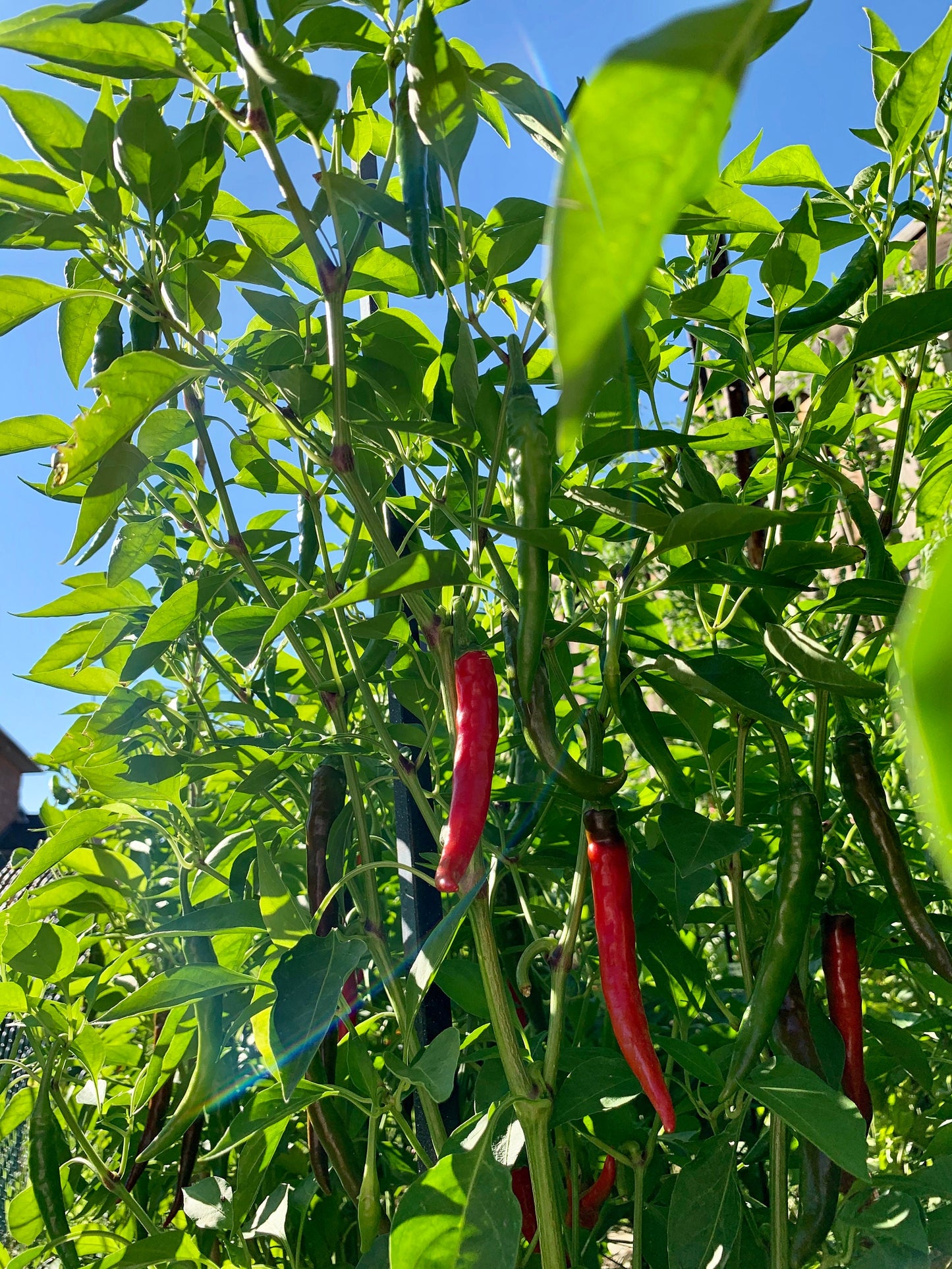 Hot Cayenne Seeds Pepper