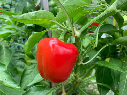 Miniature Bell Pepper Seeds