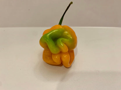 Scotch Bonnet Seeds Pepper