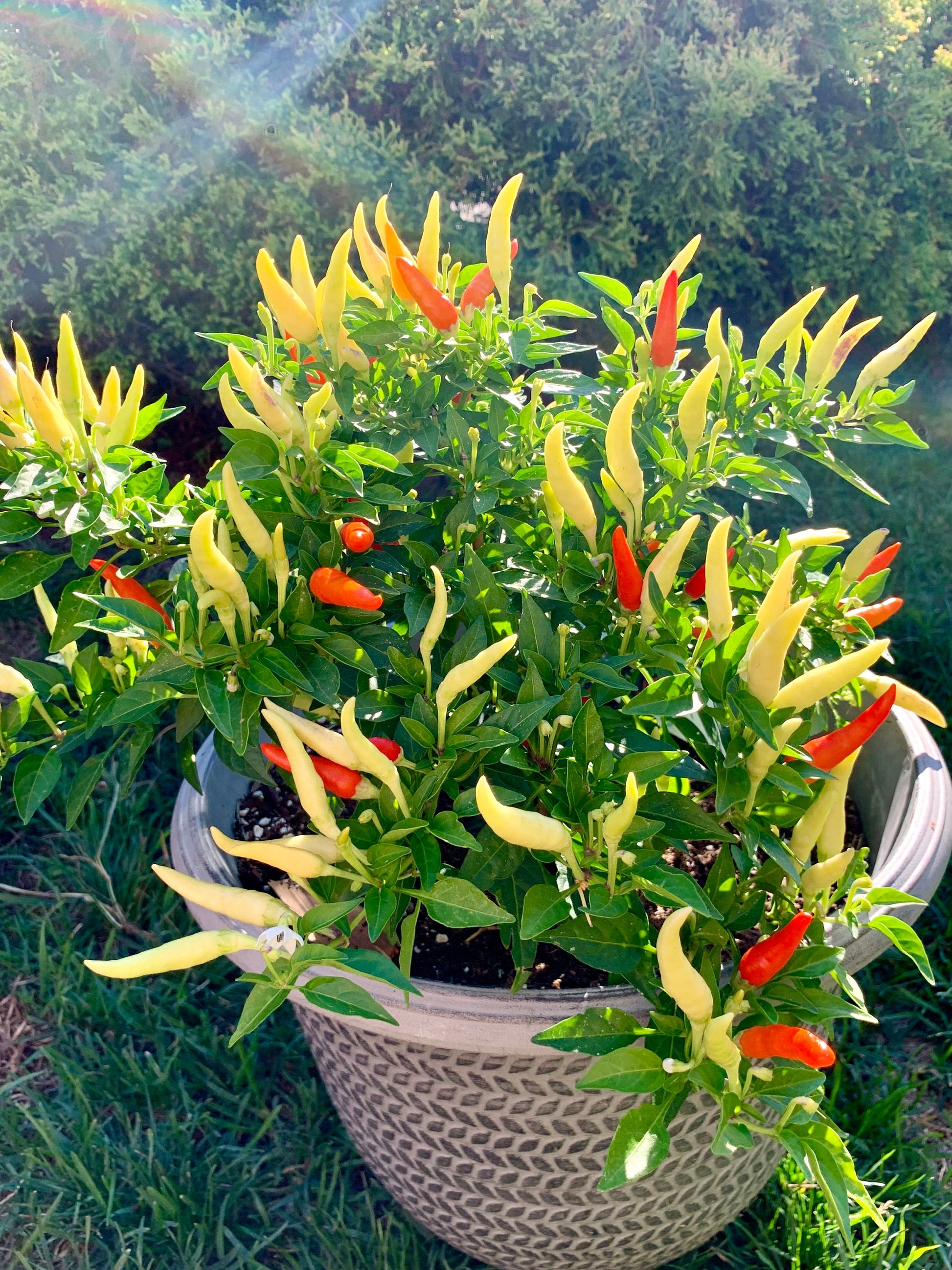 Basket Of Fire Hot Pepper Seeds - Organic