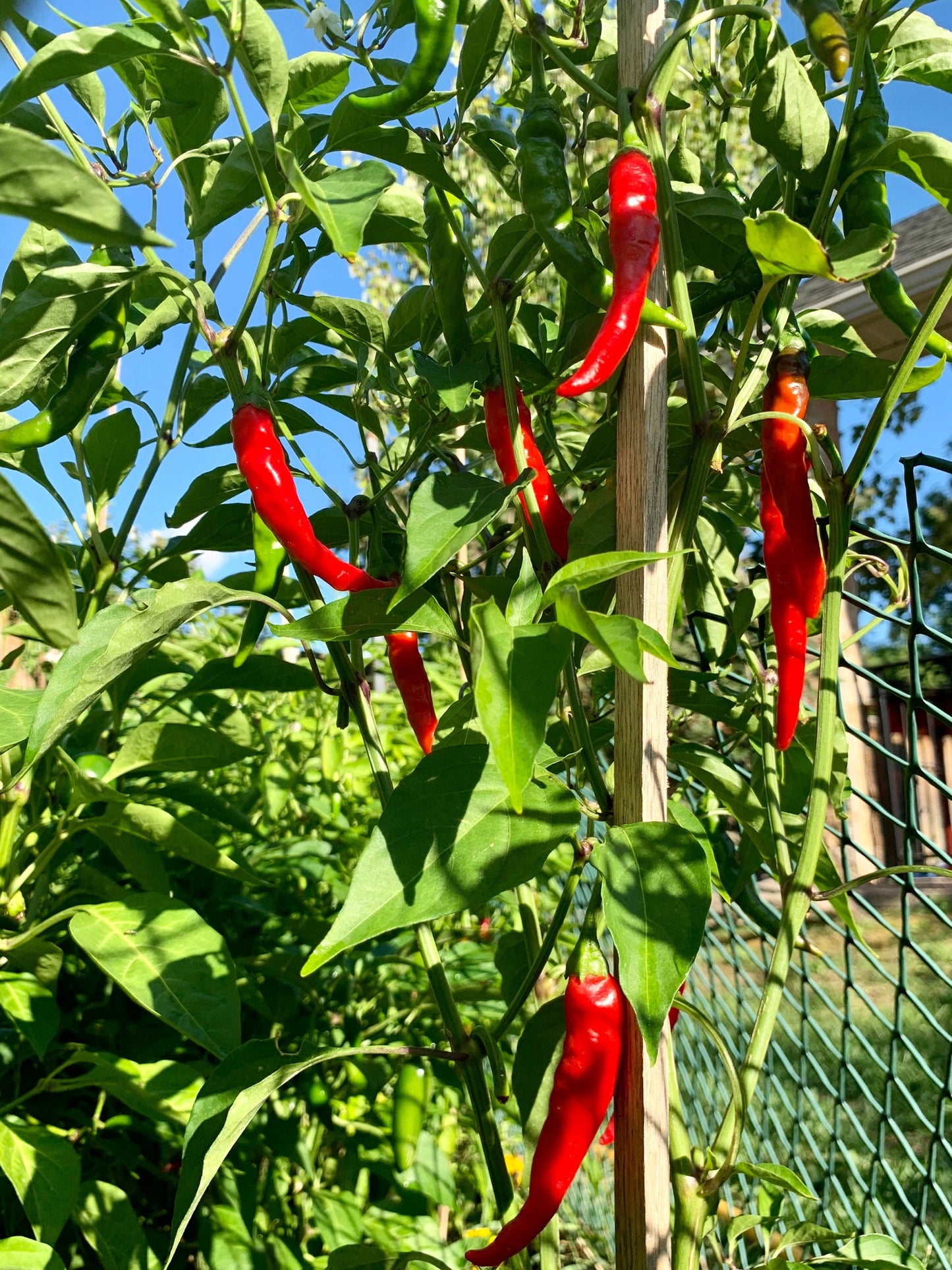 Hot Cayenne Seeds Pepper