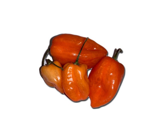 Famous Spicy Habanero Pepper Seeds - Organic - Hot sauce Peppers