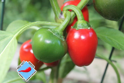 Sweet Cherry Pick Pepper Seeds