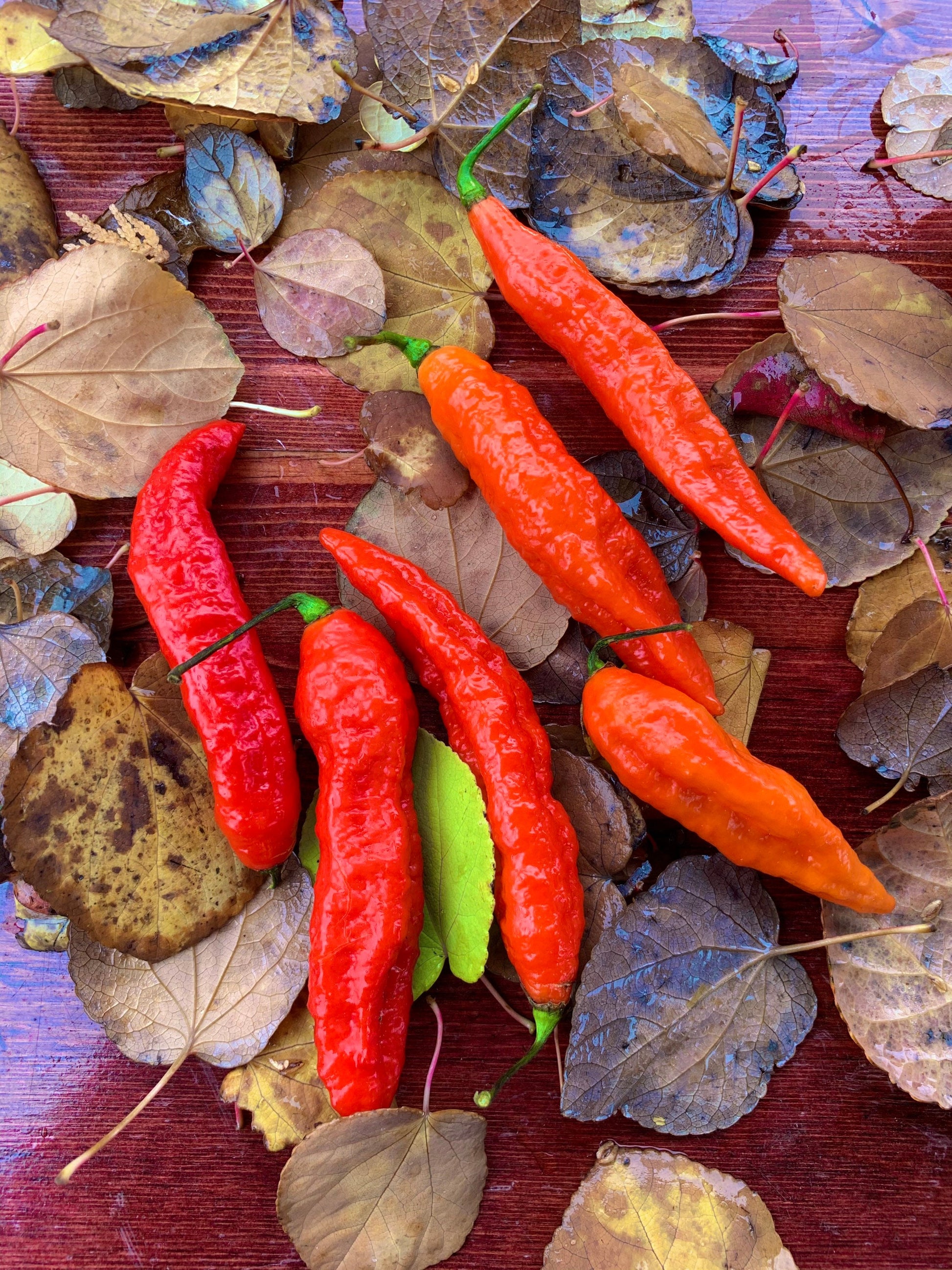 Tombstone Ghost Pepper Seeds