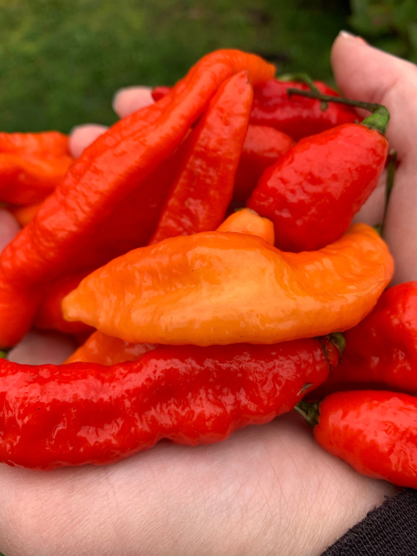 Tombstone Ghost Pepper Seeds