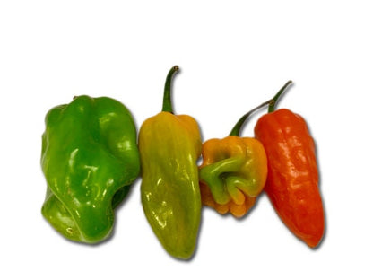 Scotch Bonnet Seeds Pepper