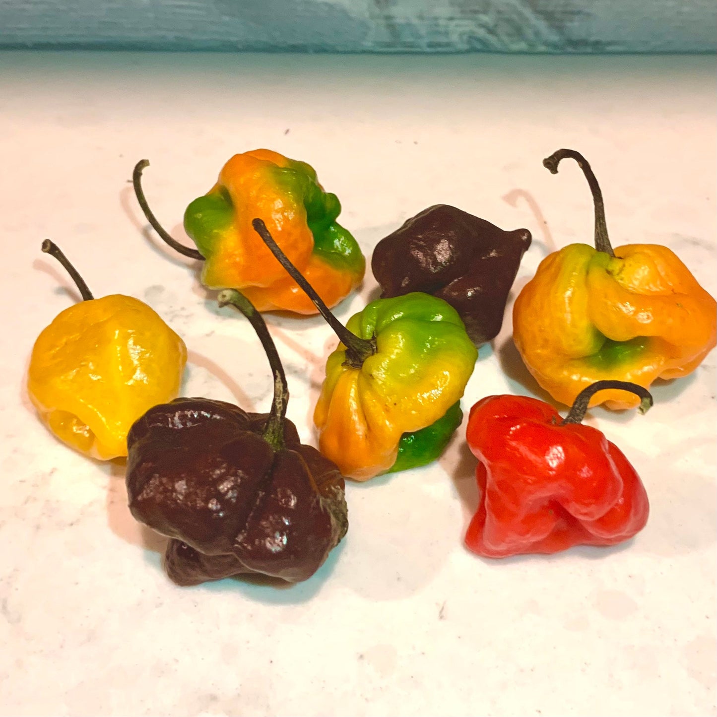 Scotch Bonnet Seeds Pepper