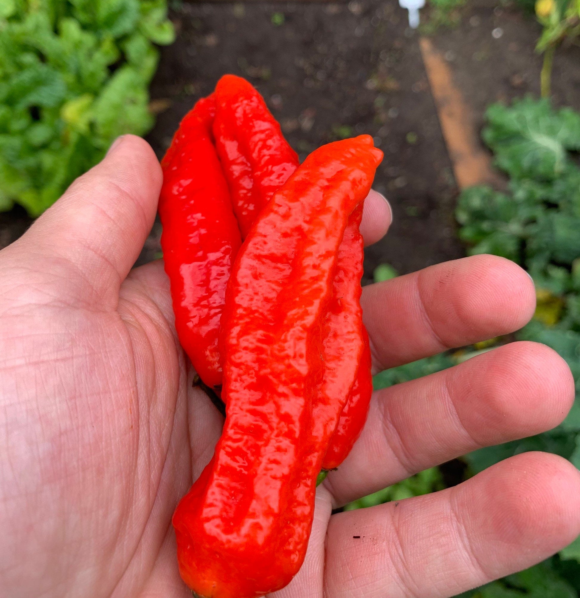 Tombstone Ghost Pepper Seeds