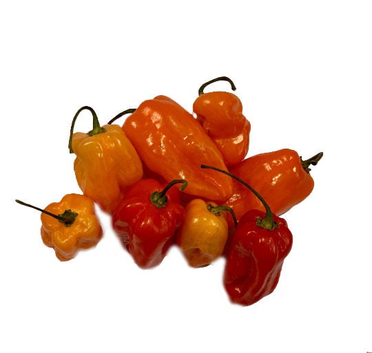 Famous Spicy Habanero Pepper Seeds - Organic - Hot sauce Peppers