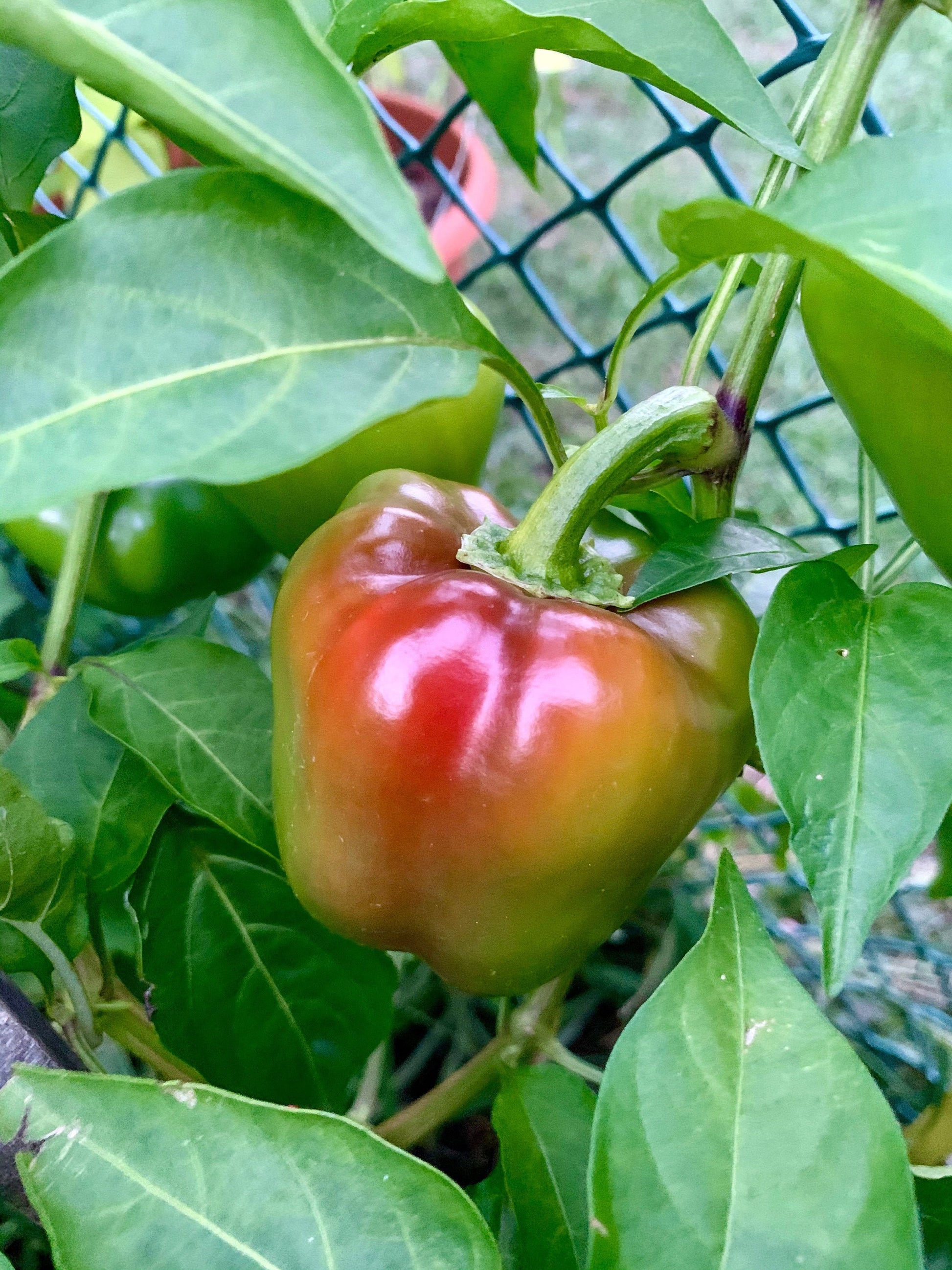 Miniature Bell Pepper Seeds