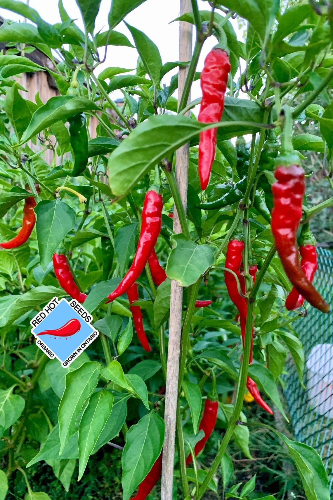 Famous Red Hot Chili Pepper Seeds , Organic