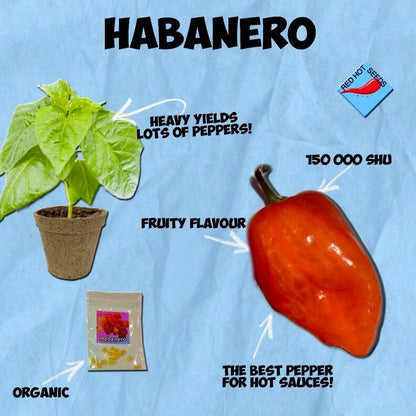 Famous Spicy Habanero Pepper Seeds - Organic - Hot sauce Peppers