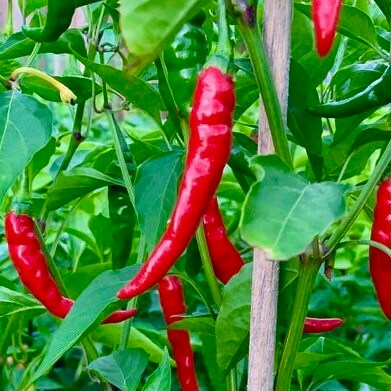 Famous Red Hot Chili Pepper Seeds , Organic