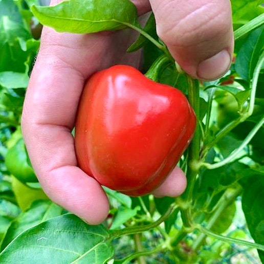 Miniature Bell Pepper Seeds